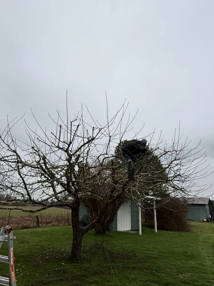 Reliable yard maintenance in Centralia, WA - Allende’s Landscaping Services