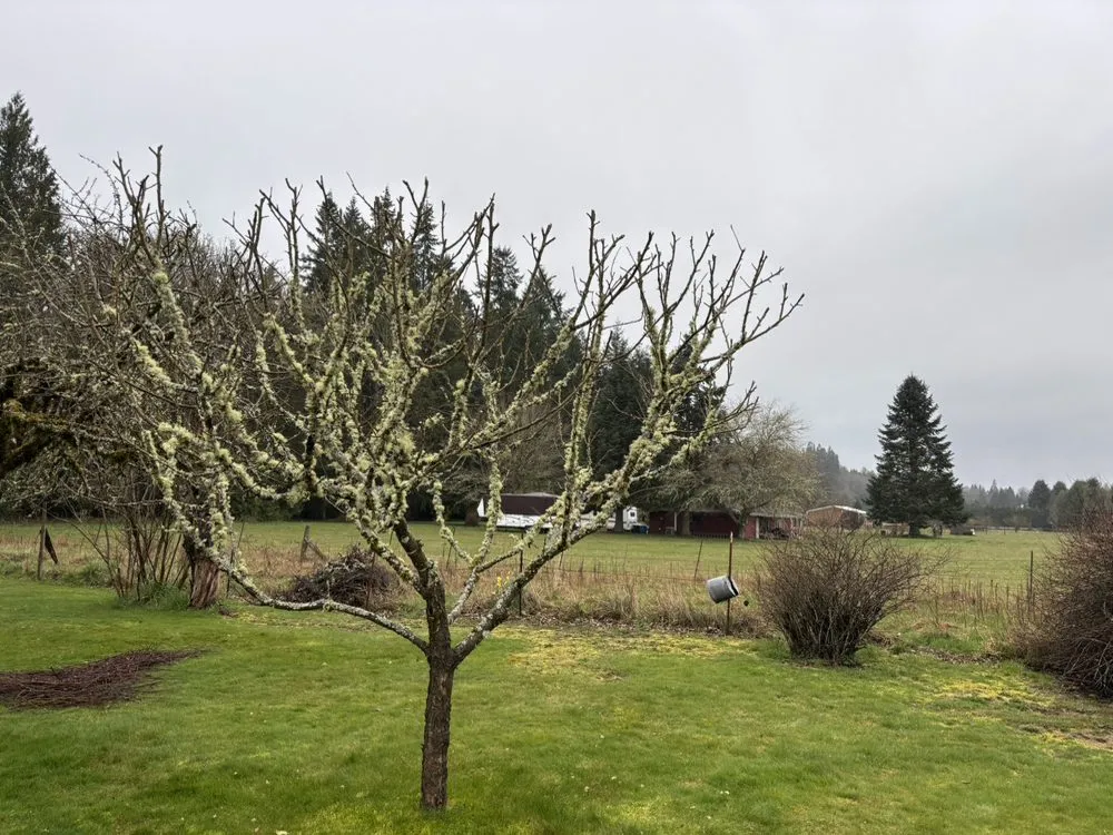 Custom outdoor landscaping in Centralia, WA by Allende’s Landscaping Services