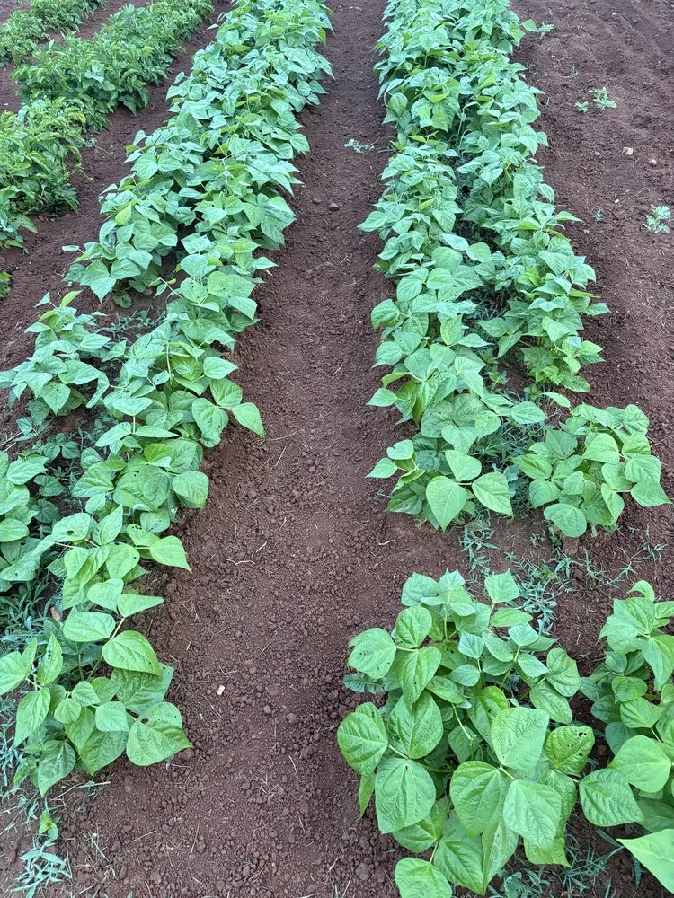 Trusted garden landscaping for beautiful yards in Statesville, NC by Allen’s Lawn & Garden