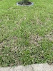 Professional yard cleanup service for residential properties in Belleview, FL by Allen's Sodding Service