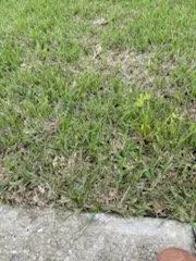 Expert landscaping services in Belleview, FL by Allen's Sodding Service