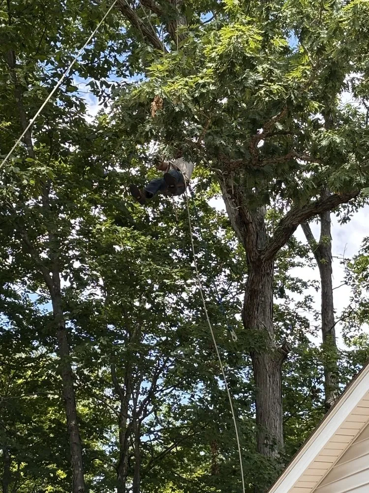 Top-rated garden landscaping for year-round maintenance across De Soto, MO - Allens tree service