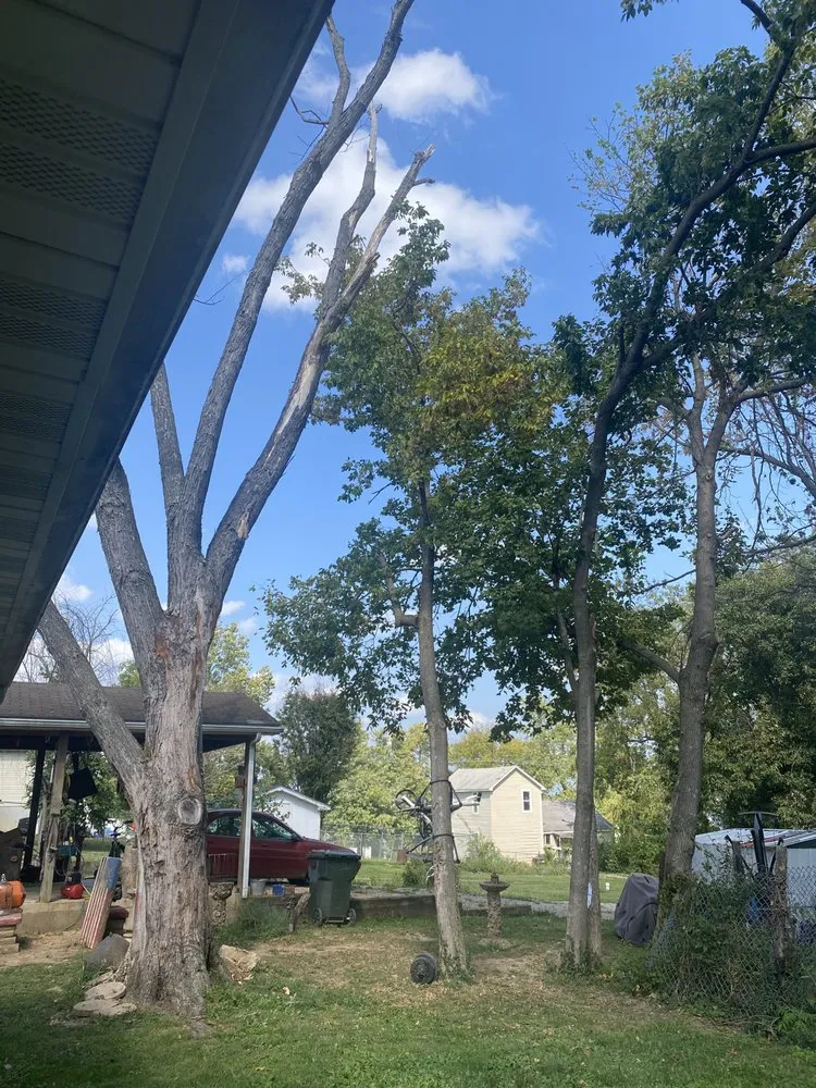 Top-rated landscape design for year-round maintenance across De Soto, MO - Allens tree service