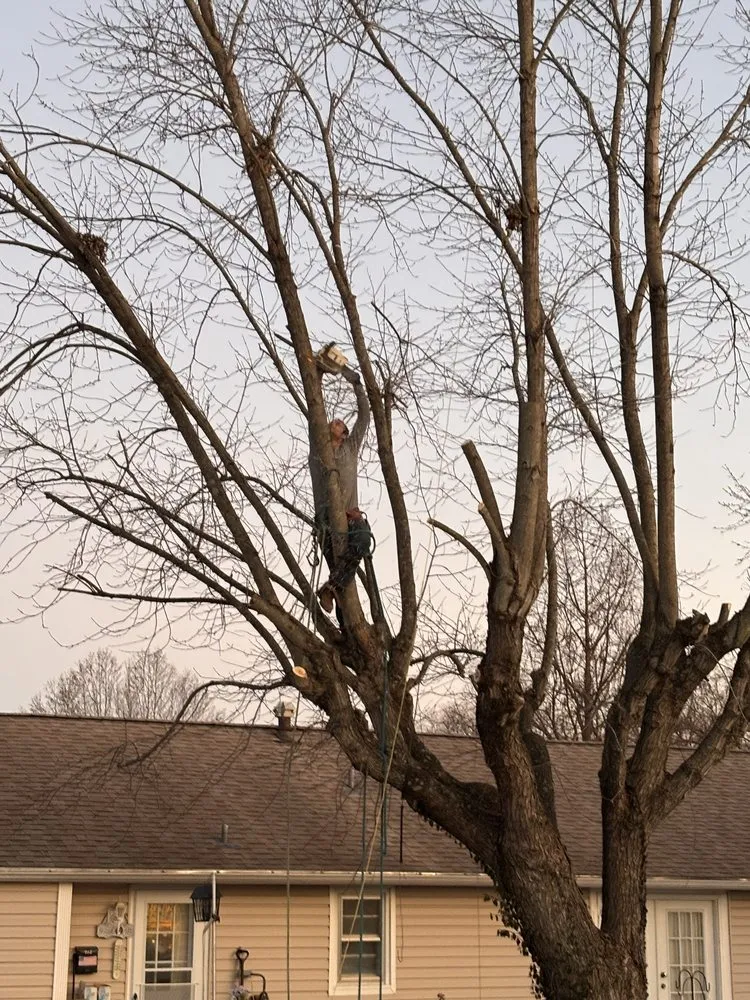 Affordable yard cleanup service experts serving De Soto, MO - Allens tree service