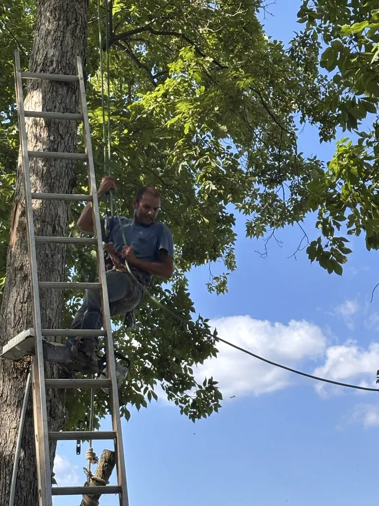 Affordable landscape design in De Soto, MO by Allens tree service