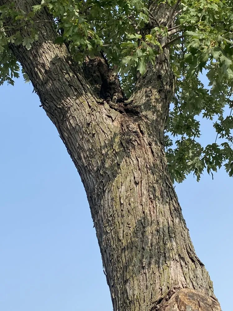 Professional landscape design experts serving De Soto, MO - Allens tree service