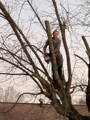 Allens tree service Logo