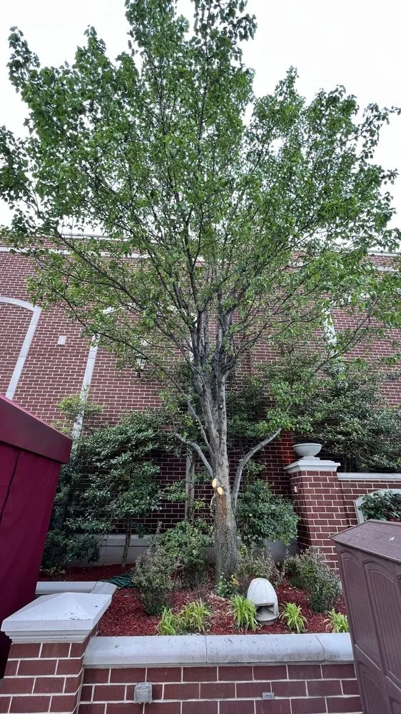 Local lawn care service for outdoor upgrades in Wentzville, MO by Allen's Tree Service