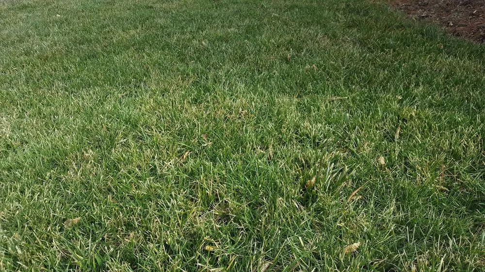 Affordable lawn care service in Wentzville, MO - Allen's Tree Service