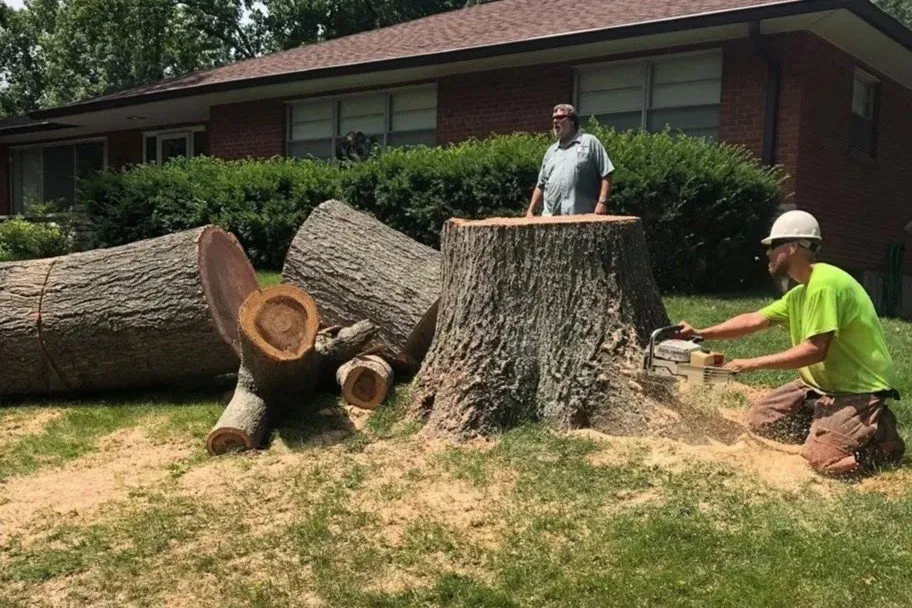 Professional yard cleanup service for residential properties in Wentzville, MO by Allen's Tree Service