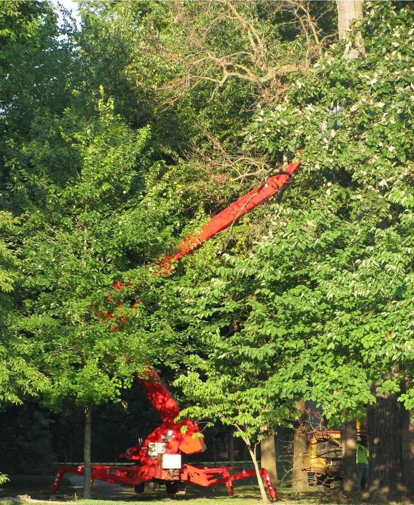 Trusted yard cleanup service in Wentzville, MO - Allen's Tree Service