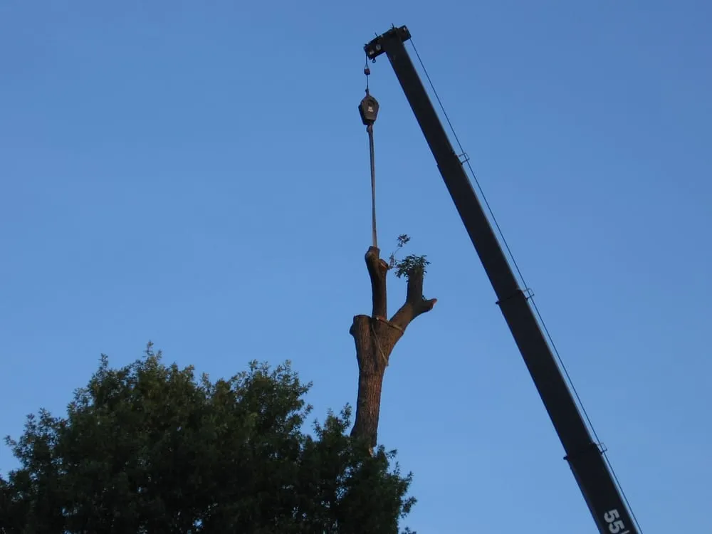 Top-rated lawn care service experts serving Wentzville, MO - Allen's Tree Service