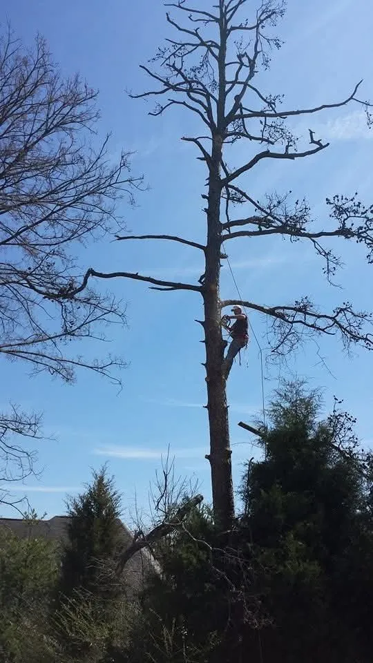 Local lawn mowing service experts serving Wilmington, NC - Allen's Tree Stump and Landscaping