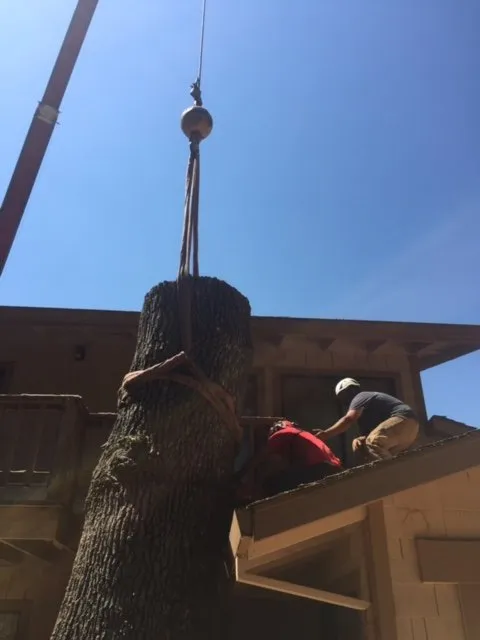 Custom garden landscaping for residential properties in Sonora, CA by Alley Tree & Landscape