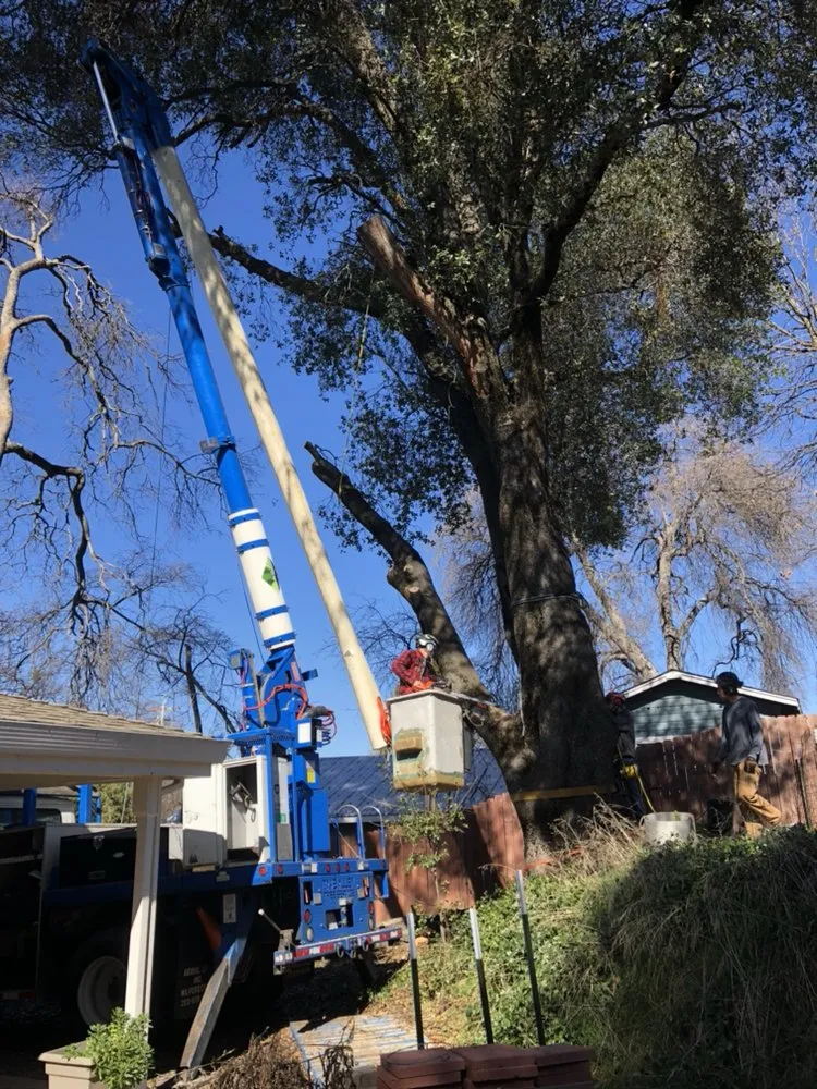 Affordable landscape design in Sonora, CA - Alley Tree & Landscape