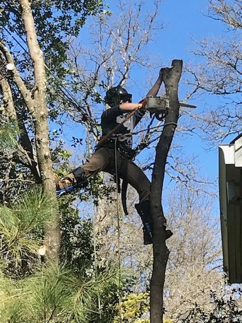 Expert lawn care service for beautiful yards across Sonora, CA - Alley Tree & Landscape