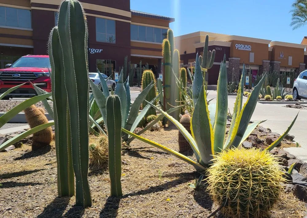 Custom yard cleanup service with custom design in Phoenix, AZ by Alley Verde Landscaping