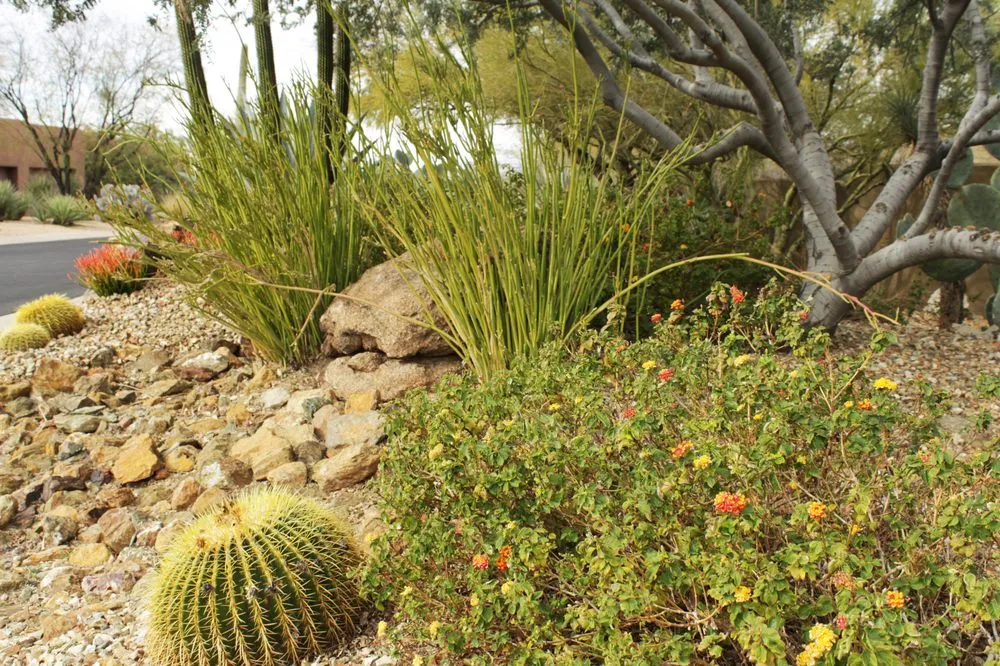 Expert garden landscaping in Phoenix, AZ - Alley Verde Landscaping