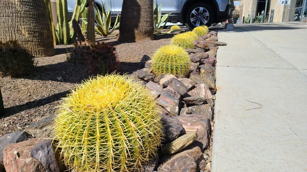 Top-rated yard cleanup service experts serving Phoenix, AZ - Alley Verde Landscaping