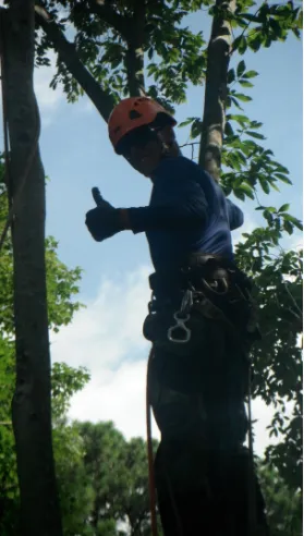 Professional lawn mowing service near you in Virginia Beach, VA by Alley's Tree Service