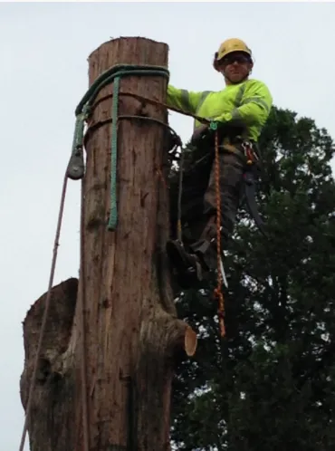 Custom landscaping services for year-round maintenance across Virginia Beach, VA - Alley's Tree Service