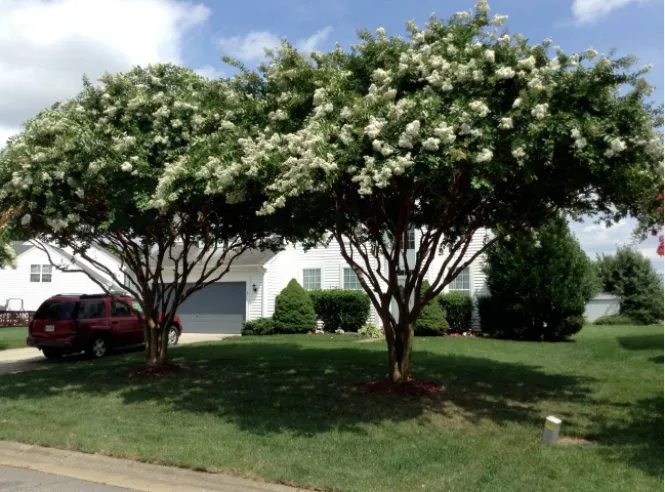 Custom lawn care service in Virginia Beach, VA by Alley's Tree Service