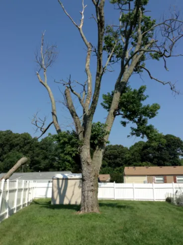 Professional lawn mowing service for beautiful yards across Virginia Beach, VA - Alley's Tree Service