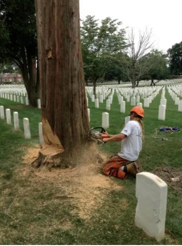 Professional lawn mowing service near you across Virginia Beach, VA - Alley's Tree Service