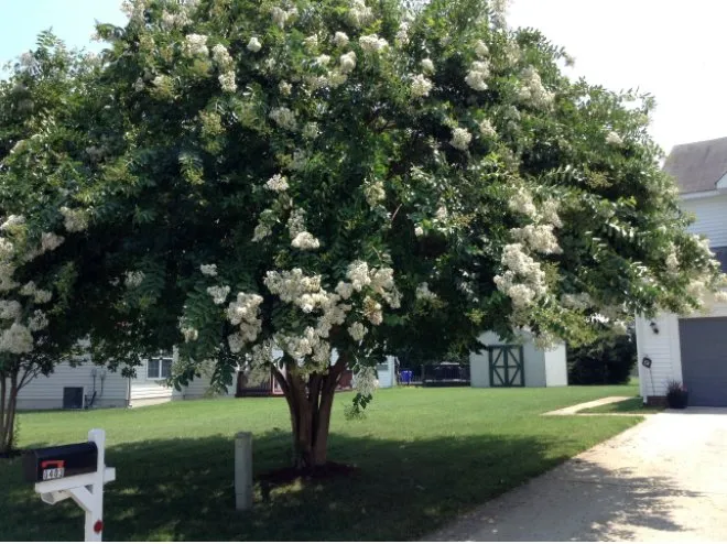 Top-rated yard maintenance for residential properties in Virginia Beach, VA by Alley's Tree Service