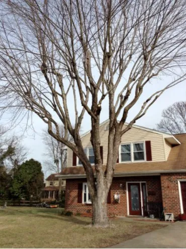 Affordable lawn care service in Virginia Beach, VA - Alley's Tree Service