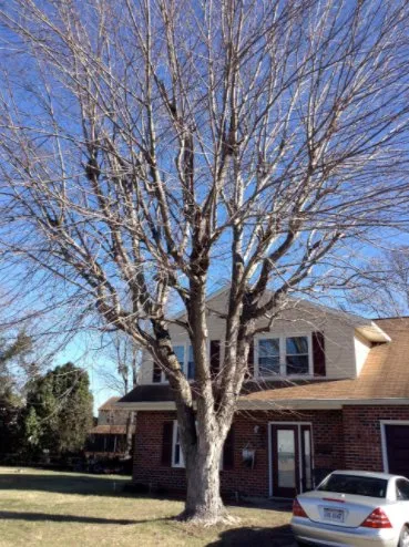 Trusted outdoor landscaping in Virginia Beach, VA by Alley's Tree Service