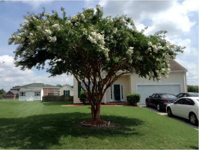 Expert yard cleanup service in Virginia Beach, VA by Alley's Tree Service