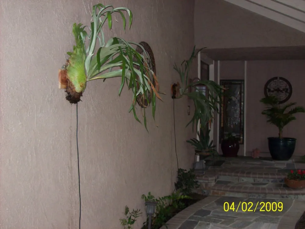 Custom yard cleanup service for beautiful yards in Mission Viejo, CA by Allgreen Landscape