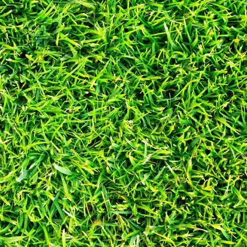 Professional lawn care service in Norwood, MA by AllGreen Lawn & Tree Care