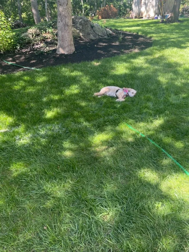 Expert lawn care service in Norwood, MA by AllGreen Lawn & Tree Care