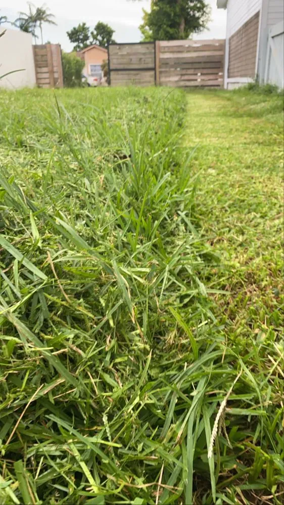 Expert yard cleanup service in Miami, FL by AllGreen Turf Solutions