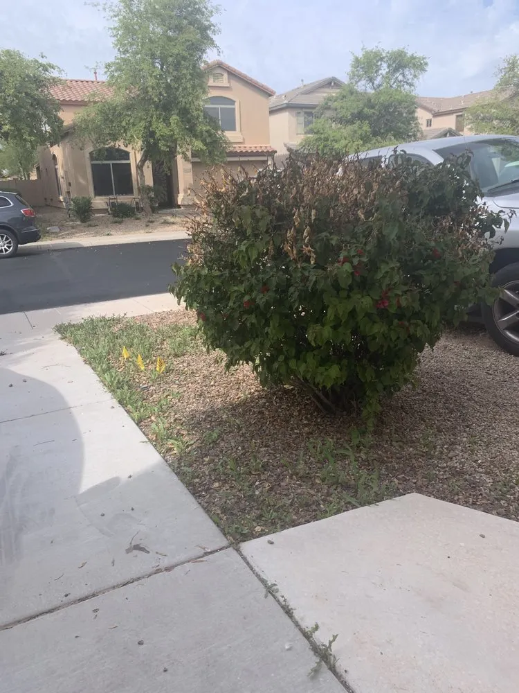 Affordable outdoor landscaping with custom design across Los Ranchos, NM - Alliance Landscaping