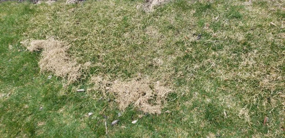 Expert yard cleanup service in Manchester, NH - Alliance Landscaping