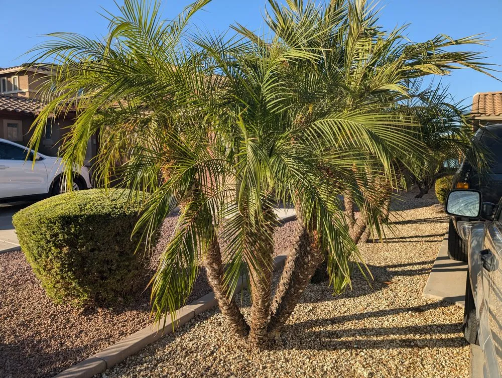 Custom landscape design in Phoenix, AZ by Alliance Manpower