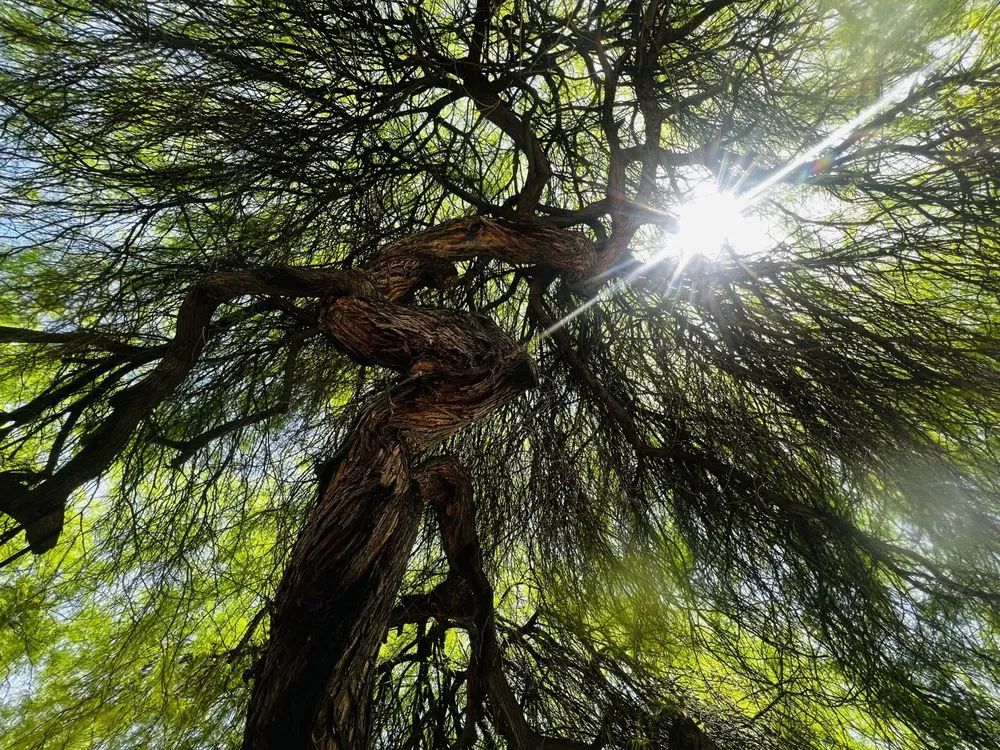 Reliable outdoor landscaping in Phoenix, AZ by Alliance Manpower