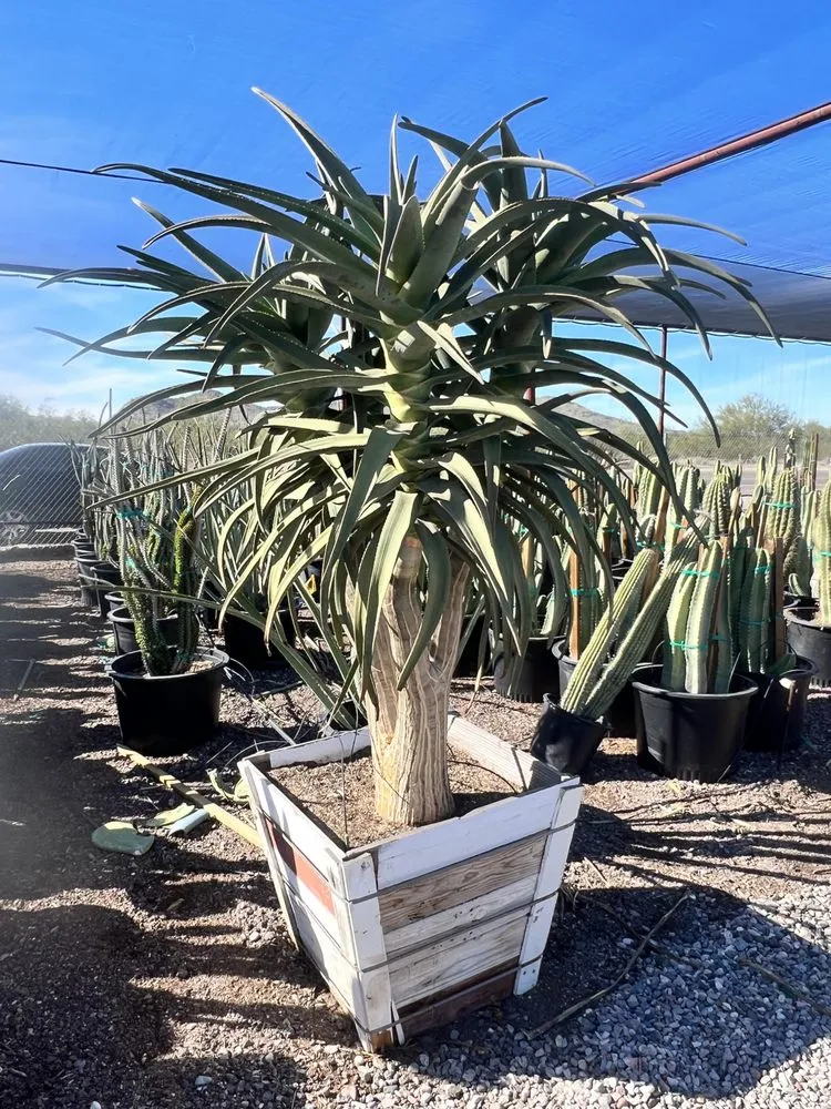 Reliable landscape design in Phoenix, AZ - Alliance Manpower