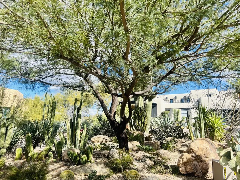 Expert lawn mowing service for beautiful yards in Phoenix, AZ by Alliance Manpower