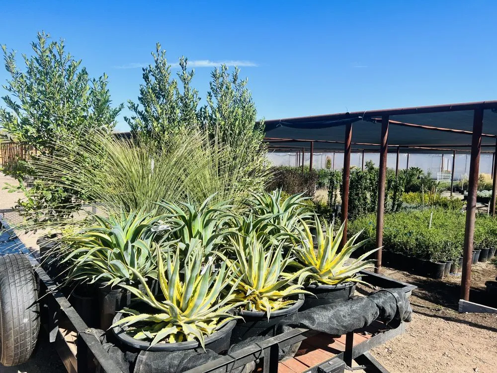 Professional landscaping services in Phoenix, AZ by Alliance Manpower