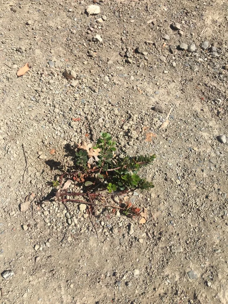 Custom landscape design for residential properties across Livermore, CA - Allied Landscape