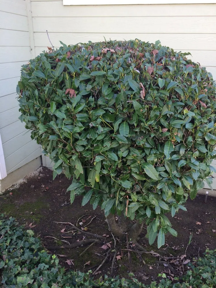 Custom outdoor landscaping with custom design across Livermore, CA - Allied Landscape