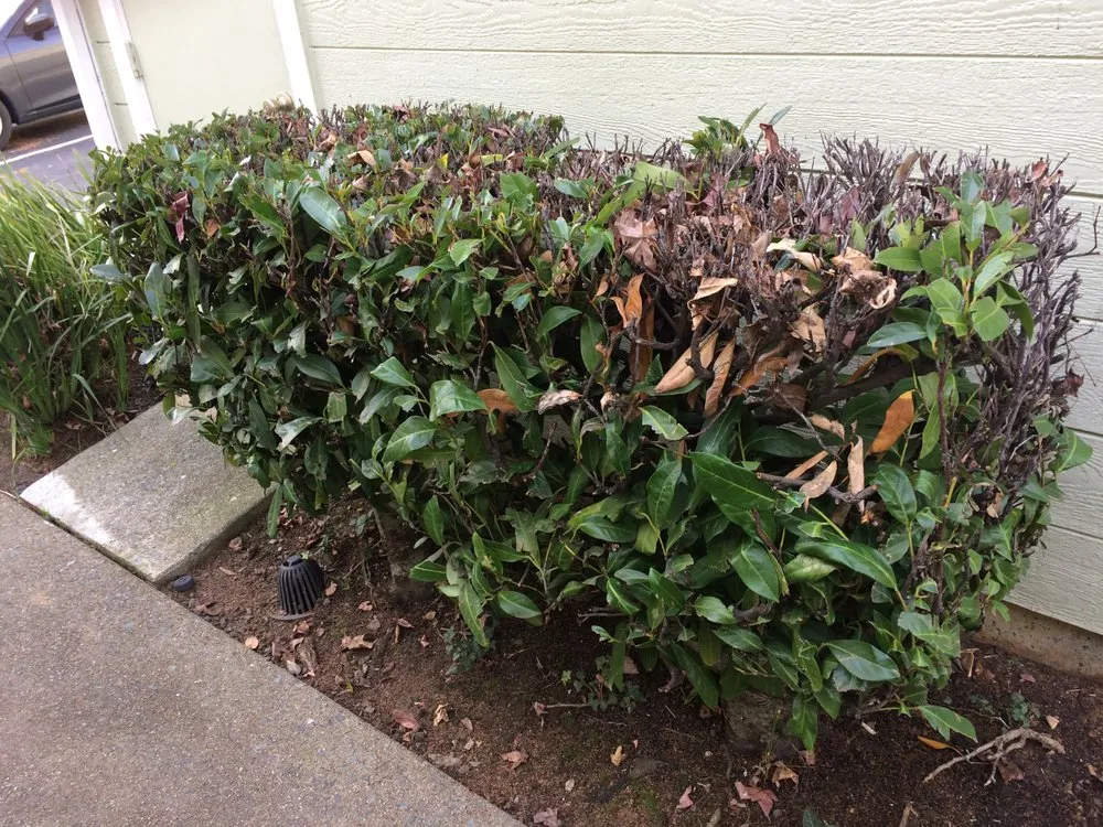 Local garden landscaping with custom design across Livermore, CA - Allied Landscape