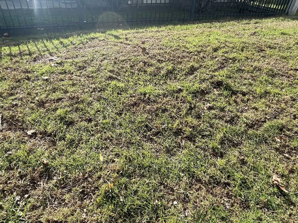 Local yard maintenance in Livermore, CA - Allied Landscape Services