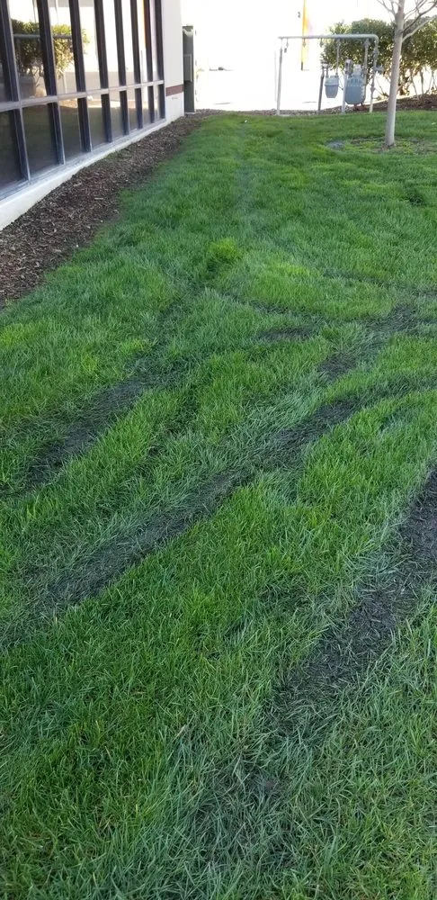 Reliable yard cleanup service for homes in Livermore, CA by Allied Landscape Services