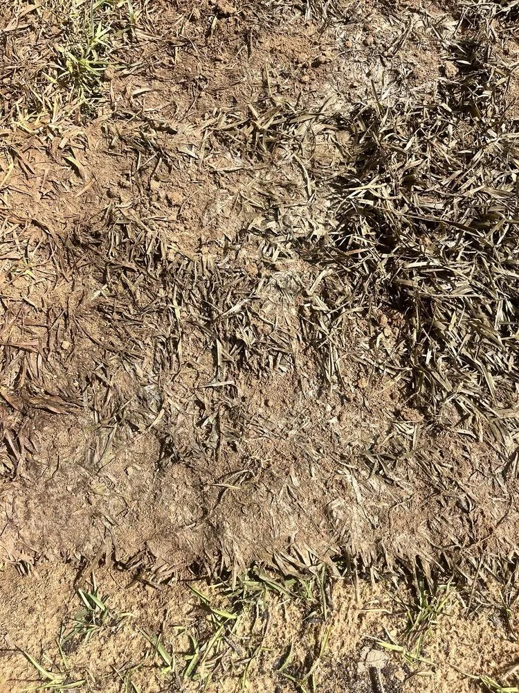 Local yard maintenance experts serving Milton, FL - Allied Sod Farms