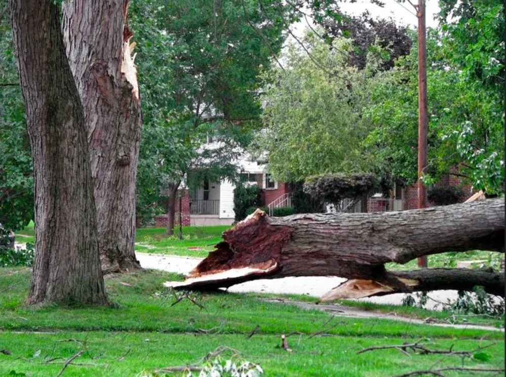 Professional landscaping services experts serving Northbrook, IL - Allied Tree Care